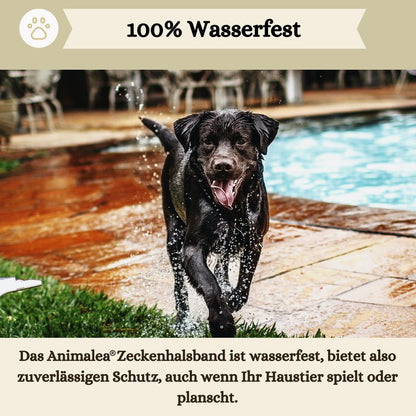 2er-Pack Zeckenhalsband für Hunde - 100% Ätherisches Öl - Wasserdicht & Verstellbar für Welpen & Hunde ab 7 Wochen - bis zu 8 Monate Schutz gegen Zecken Flöhe Mücken Läuse Sandmücken